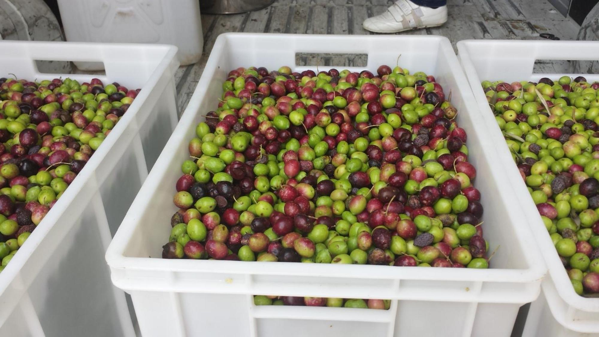 Agriturismo Agrisole 奧爾比亞 外观 照片
