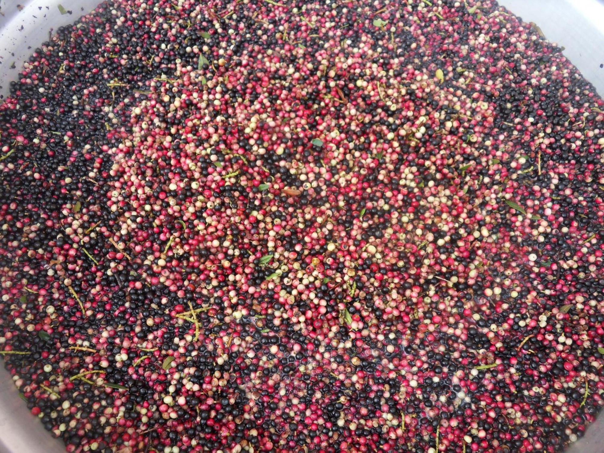Agriturismo Agrisole 奧爾比亞 外观 照片