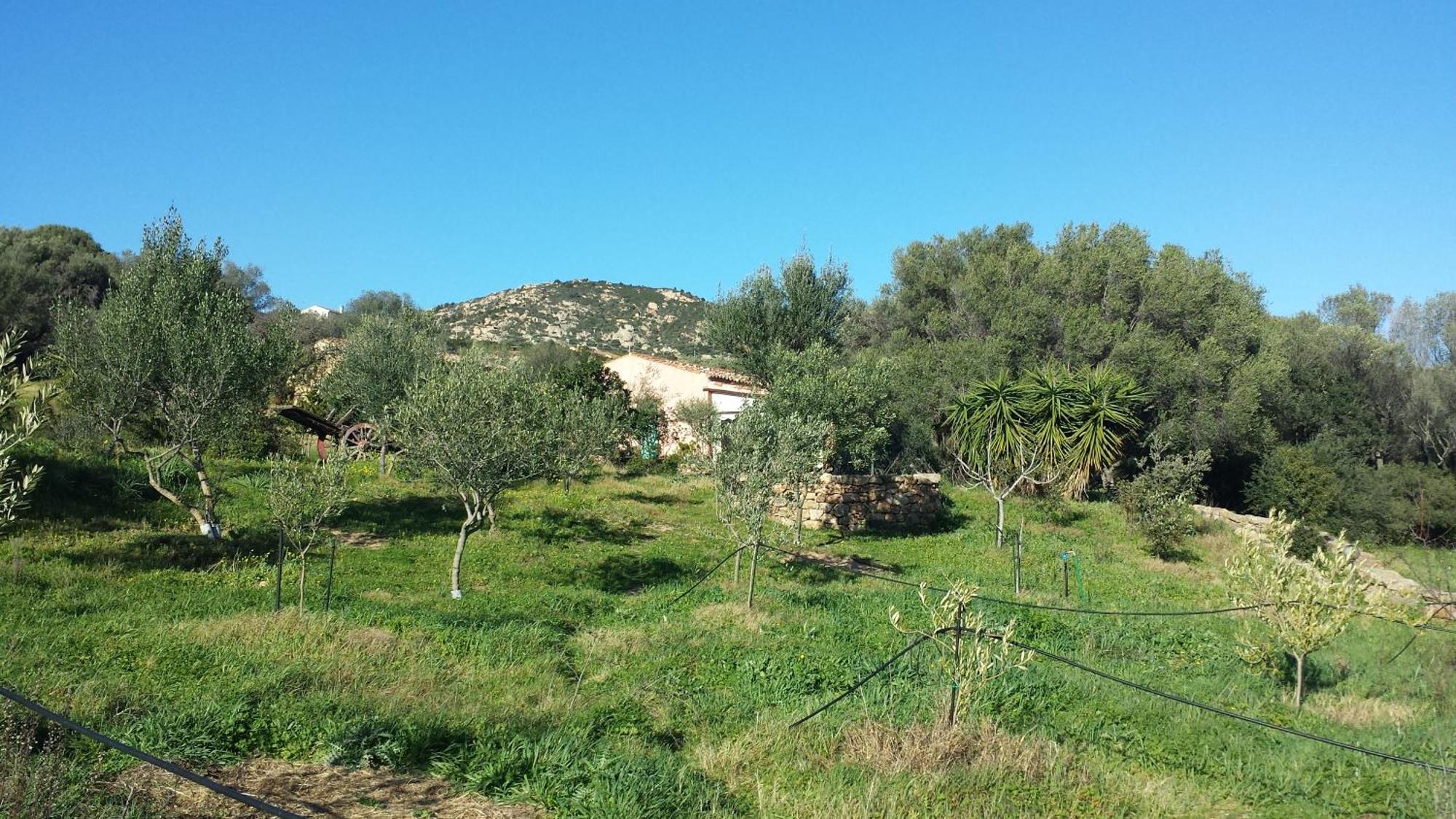 Agriturismo Agrisole 奧爾比亞 外观 照片