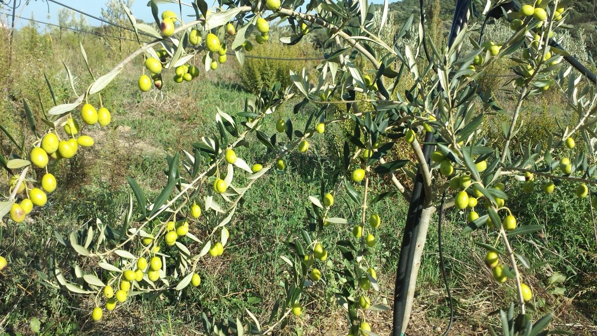 Agriturismo Agrisole 奧爾比亞 外观 照片